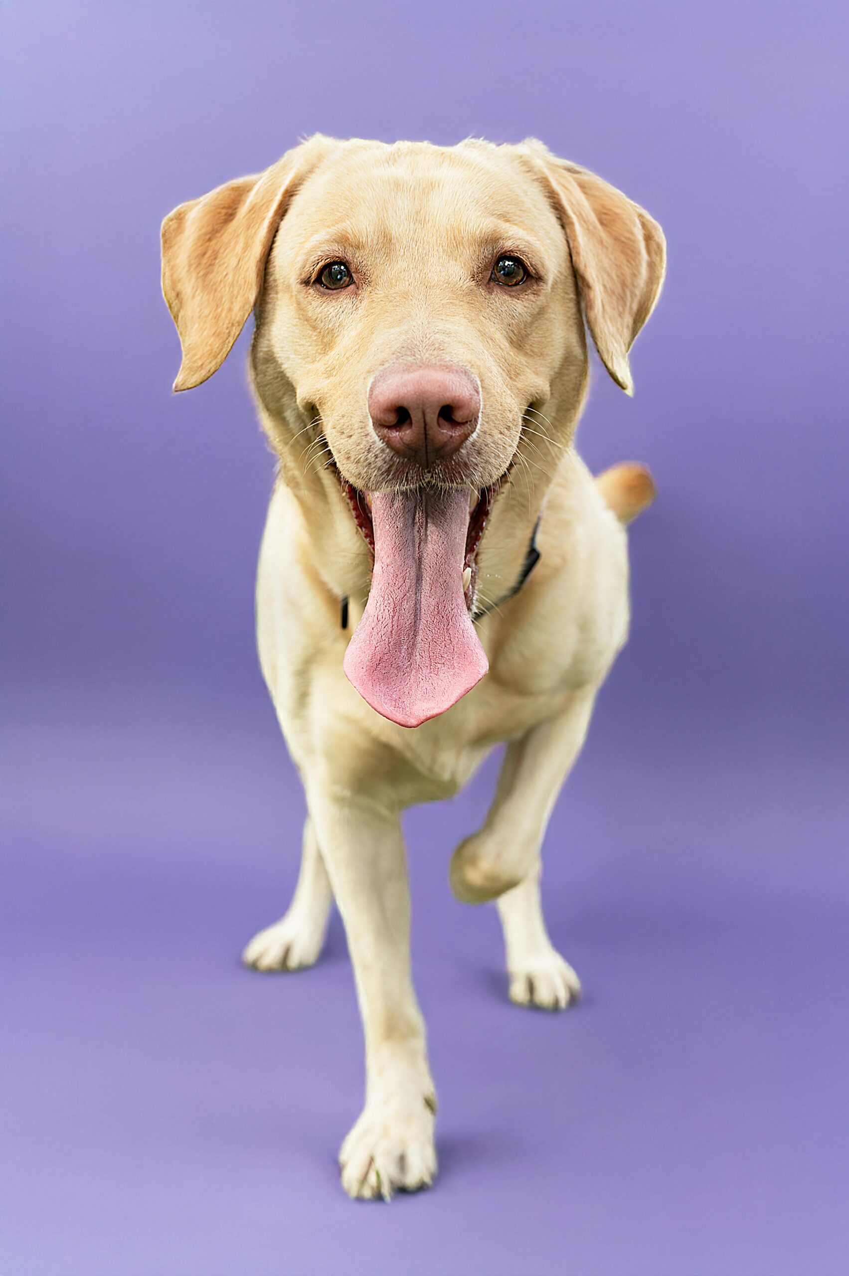 Smiling Labrador Retriever with tongue out, posing cheerfully against a purple backdrop.